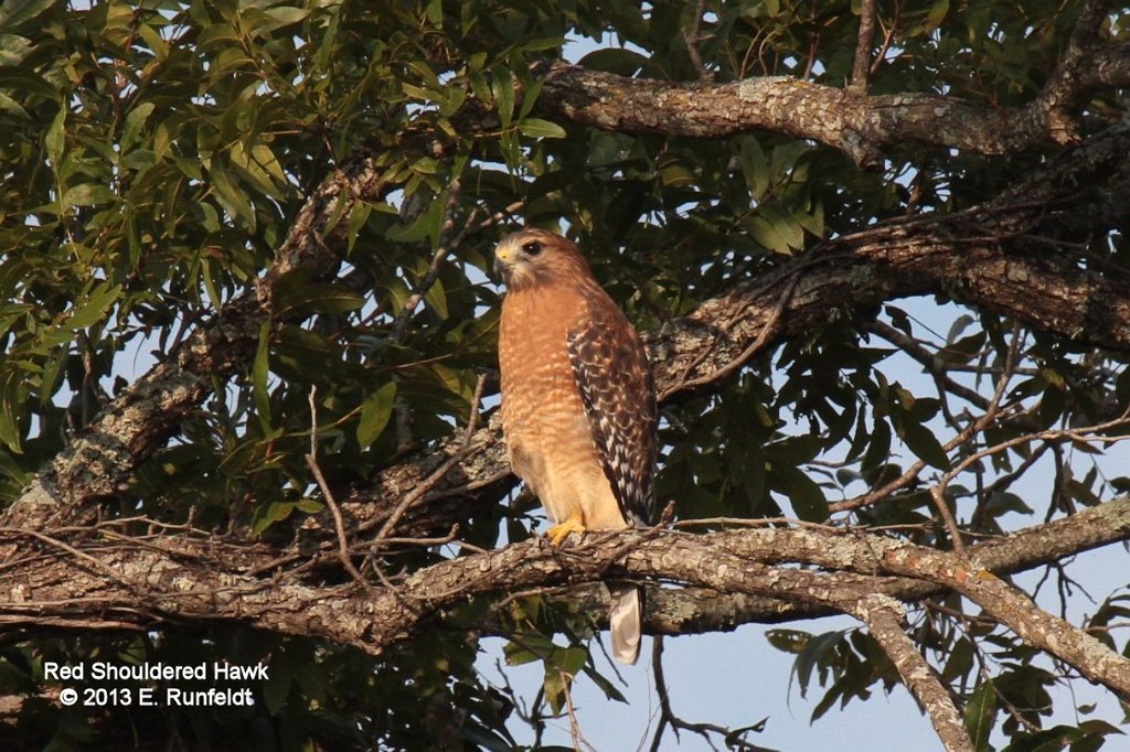 Red-shouldered Hawk.jpg